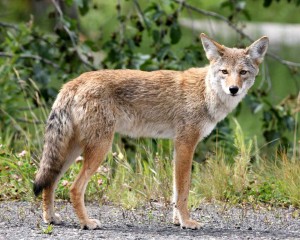 Coyote