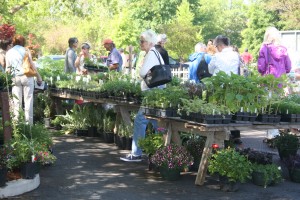 Green Thumbs Up