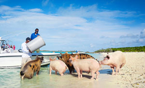 Locals-feeding-Exuma-feral-pigs