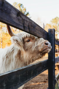 Vanessa and Andrew Crawford of Crawford’s Double O Farm in Thomson. They started breeding Scottish Highlands on their 35-acre property