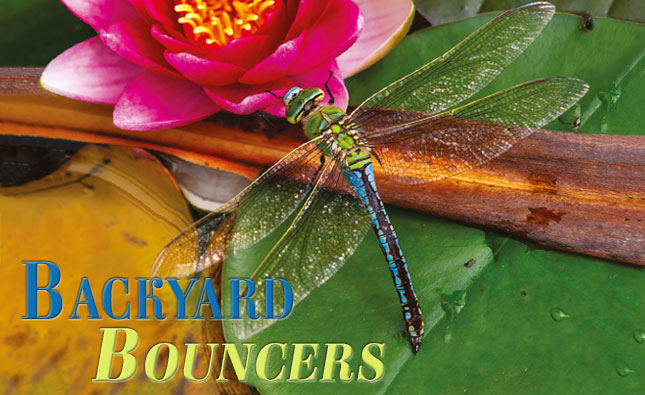 6-DRAGON-FLY-slider